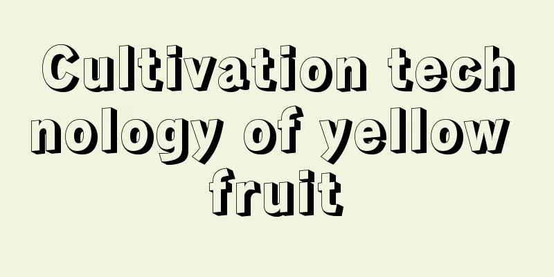 Cultivation technology of yellow fruit