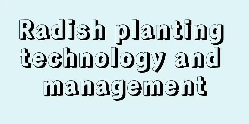 Radish planting technology and management