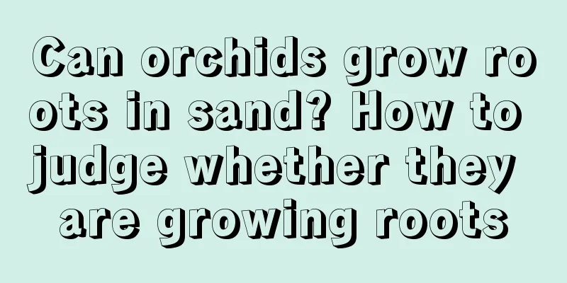 Can orchids grow roots in sand? How to judge whether they are growing roots