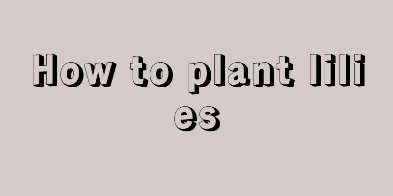 How to plant lilies