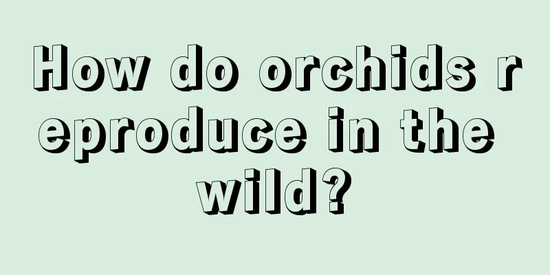 How do orchids reproduce in the wild?