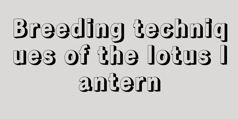 Breeding techniques of the lotus lantern