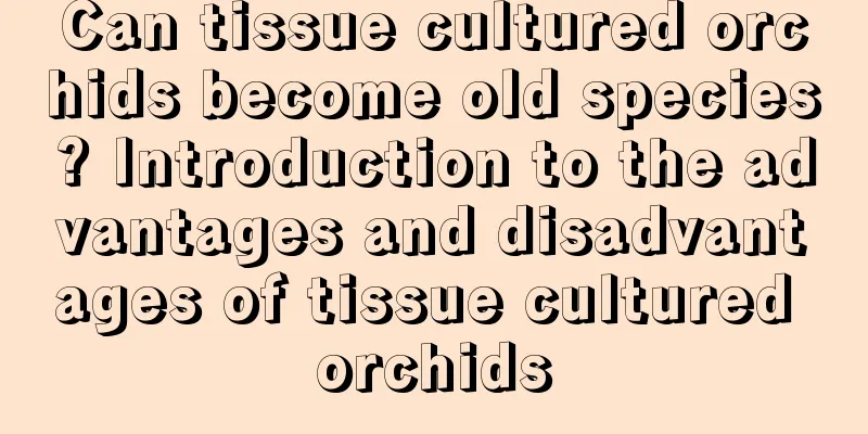 Can tissue cultured orchids become old species? Introduction to the advantages and disadvantages of tissue cultured orchids