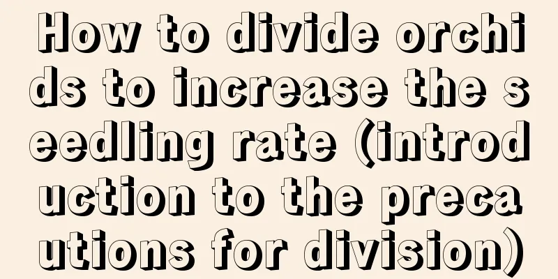 How to divide orchids to increase the seedling rate (introduction to the precautions for division)