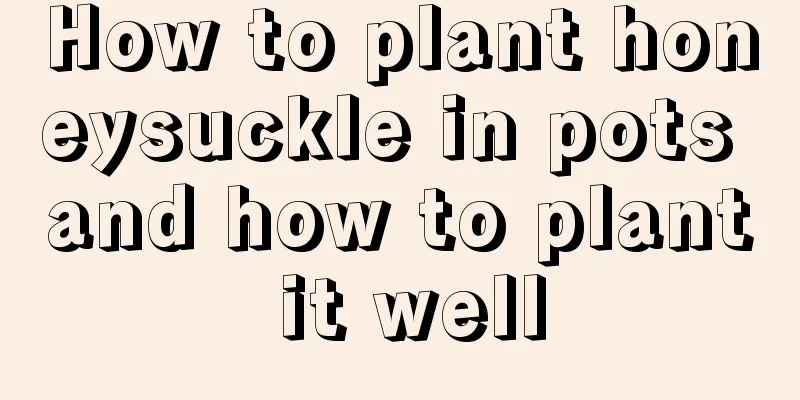 How to plant honeysuckle in pots and how to plant it well