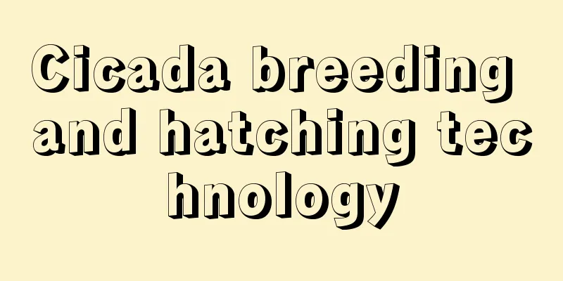 Cicada breeding and hatching technology