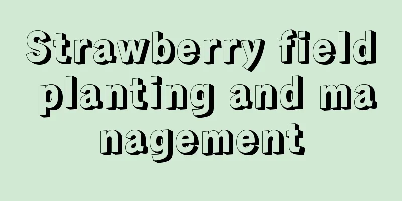 Strawberry field planting and management