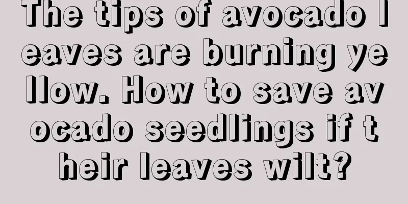 The tips of avocado leaves are burning yellow. How to save avocado seedlings if their leaves wilt?