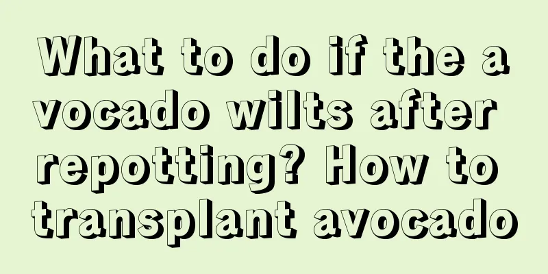 What to do if the avocado wilts after repotting? How to transplant avocado