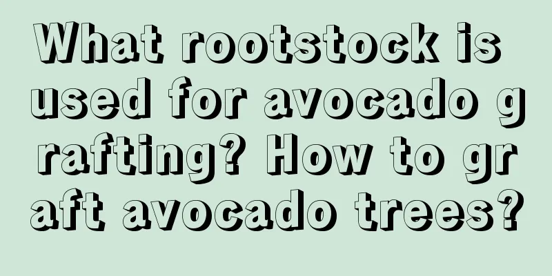 What rootstock is used for avocado grafting? How to graft avocado trees?