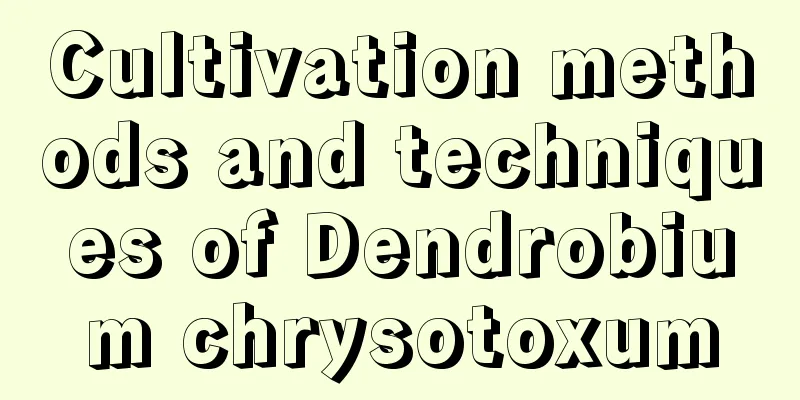 Cultivation methods and techniques of Dendrobium chrysotoxum