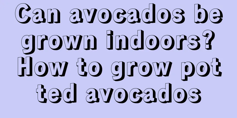 Can avocados be grown indoors? How to grow potted avocados