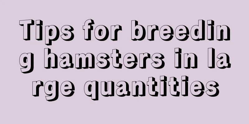 Tips for breeding hamsters in large quantities