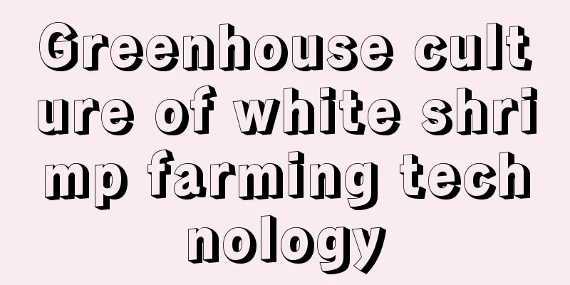 Greenhouse culture of white shrimp farming technology