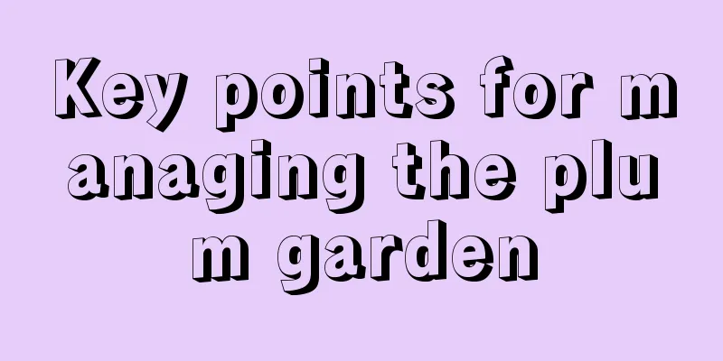 Key points for managing the plum garden