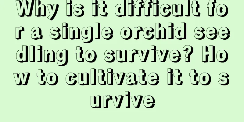 Why is it difficult for a single orchid seedling to survive? How to cultivate it to survive