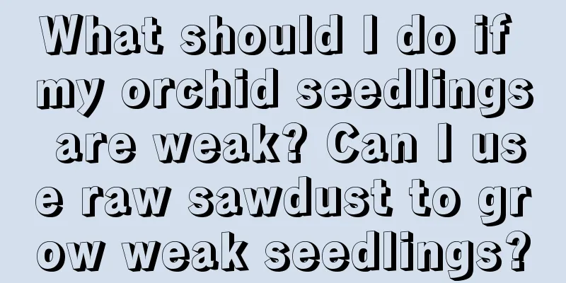 What should I do if my orchid seedlings are weak? Can I use raw sawdust to grow weak seedlings?