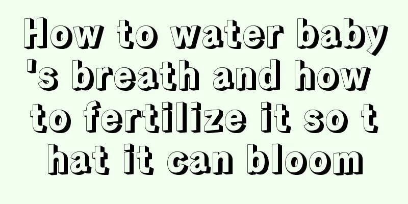 How to water baby's breath and how to fertilize it so that it can bloom