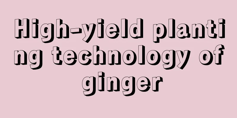 High-yield planting technology of ginger