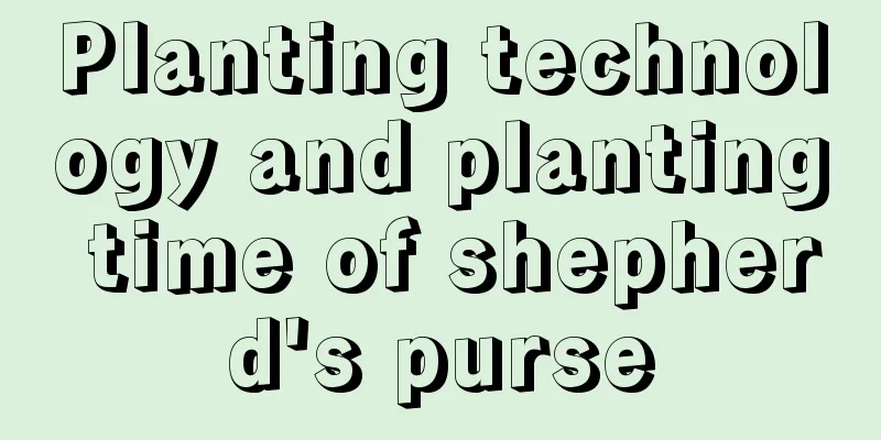 Planting technology and planting time of shepherd's purse