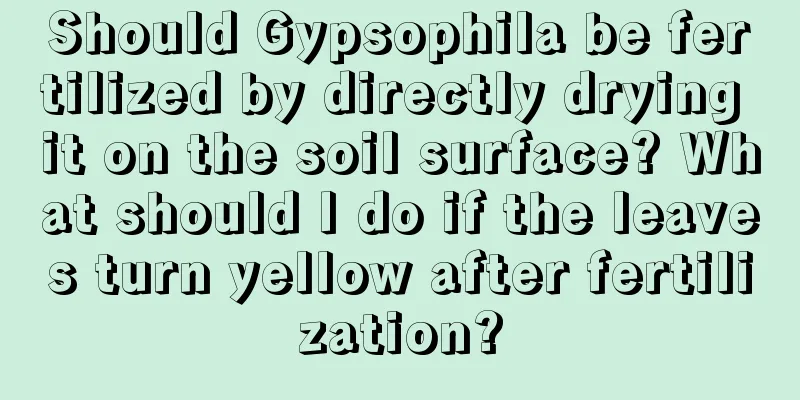 Should Gypsophila be fertilized by directly drying it on the soil surface? What should I do if the leaves turn yellow after fertilization?