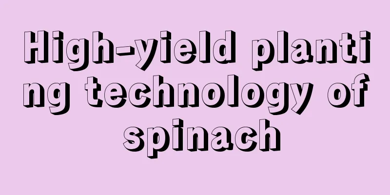 High-yield planting technology of spinach