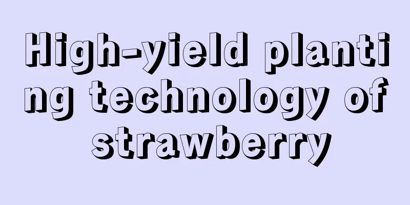 High-yield planting technology of strawberry