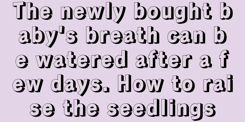 The newly bought baby's breath can be watered after a few days. How to raise the seedlings