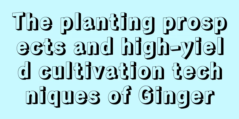 The planting prospects and high-yield cultivation techniques of Ginger