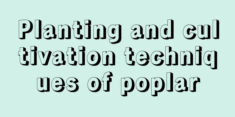 Planting and cultivation techniques of poplar