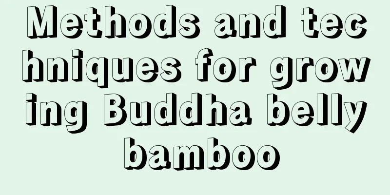 Methods and techniques for growing Buddha belly bamboo