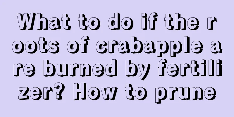 What to do if the roots of crabapple are burned by fertilizer? How to prune