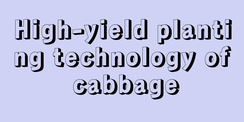 High-yield planting technology of cabbage