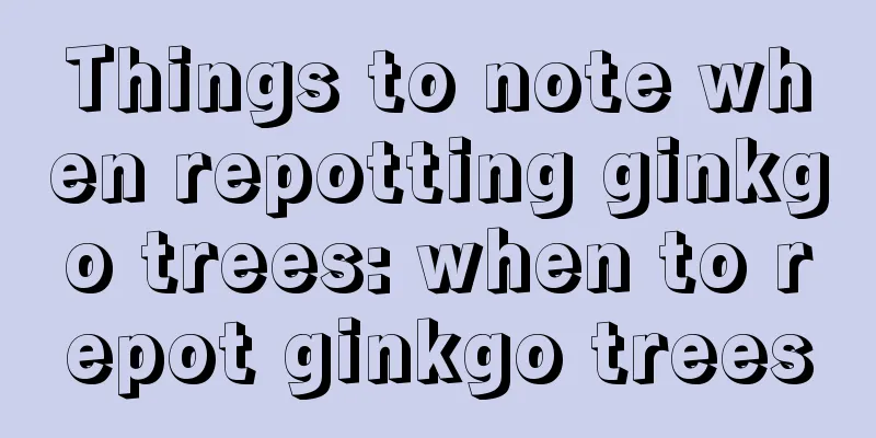 Things to note when repotting ginkgo trees: when to repot ginkgo trees