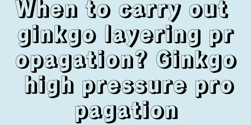 When to carry out ginkgo layering propagation? Ginkgo high pressure propagation