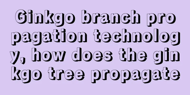 Ginkgo branch propagation technology, how does the ginkgo tree propagate