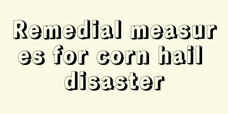 Remedial measures for corn hail disaster