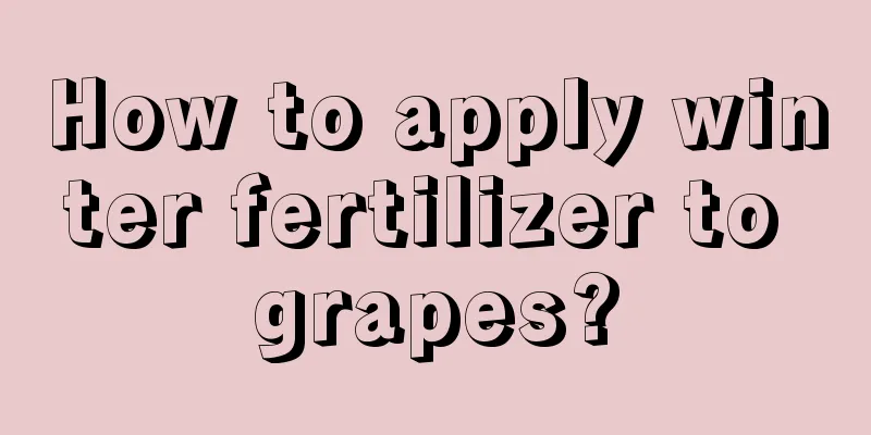 How to apply winter fertilizer to grapes?