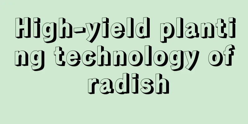 High-yield planting technology of radish