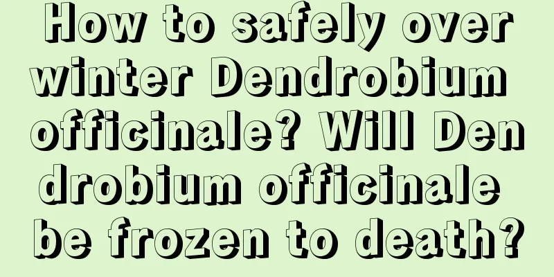 How to safely overwinter Dendrobium officinale? Will Dendrobium officinale be frozen to death?