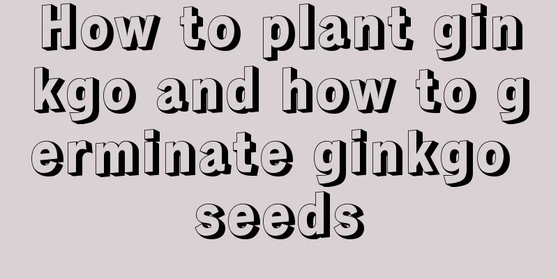 How to plant ginkgo and how to germinate ginkgo seeds