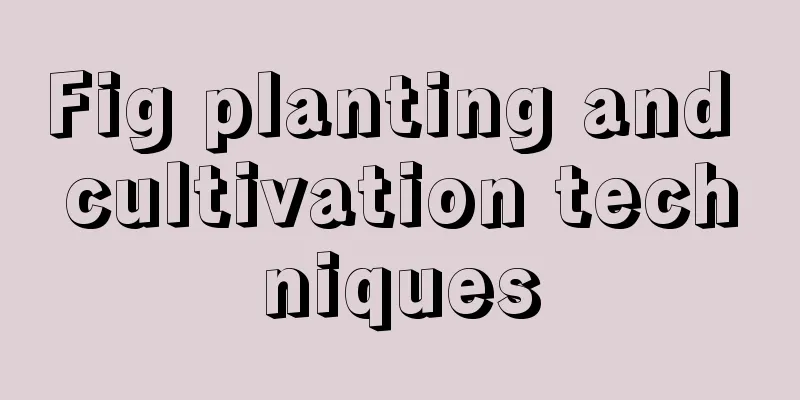 Fig planting and cultivation techniques