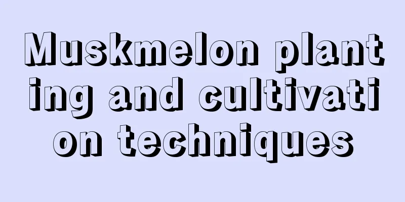 Muskmelon planting and cultivation techniques