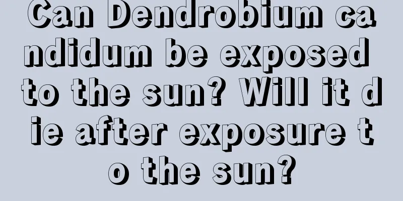 Can Dendrobium candidum be exposed to the sun? Will it die after exposure to the sun?