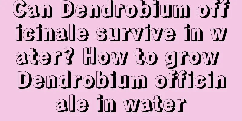 Can Dendrobium officinale survive in water? How to grow Dendrobium officinale in water