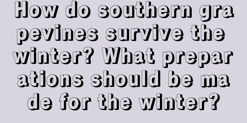 How do southern grapevines survive the winter? What preparations should be made for the winter?