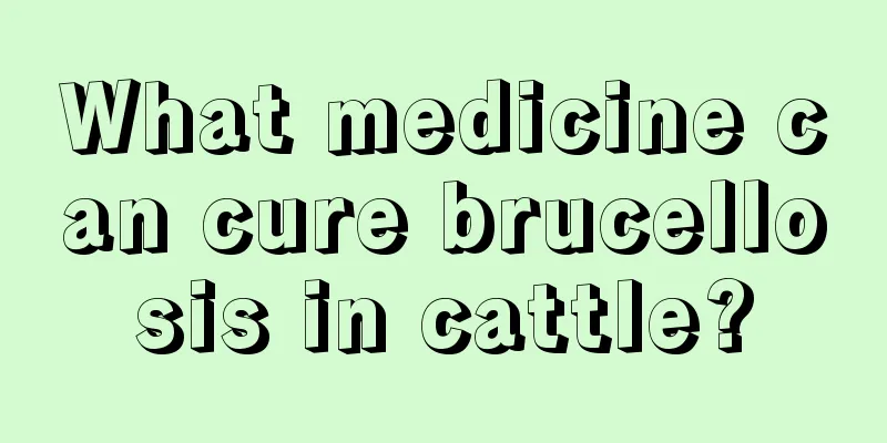 What medicine can cure brucellosis in cattle?