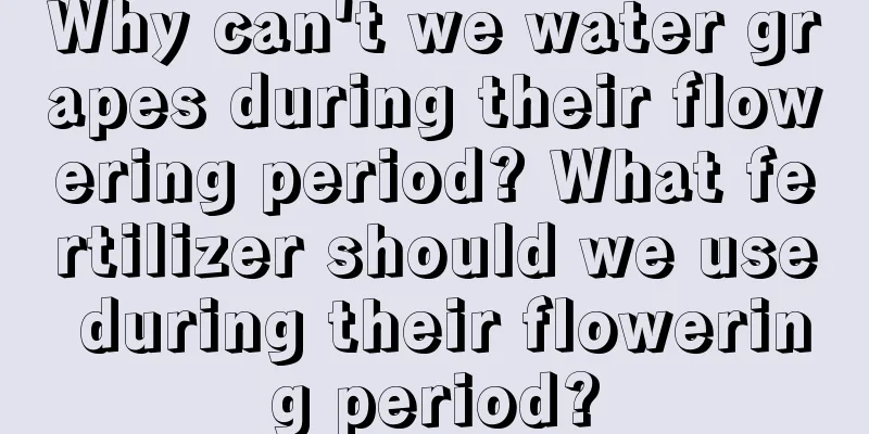 Why can't we water grapes during their flowering period? What fertilizer should we use during their flowering period?