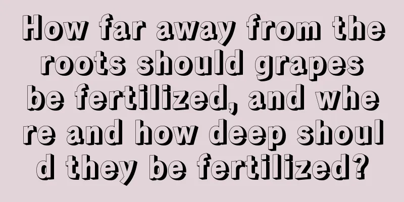 How far away from the roots should grapes be fertilized, and where and how deep should they be fertilized?