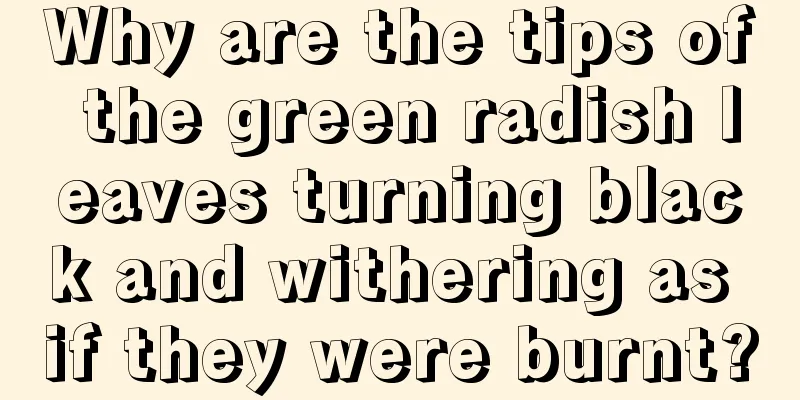 Why are the tips of the green radish leaves turning black and withering as if they were burnt?